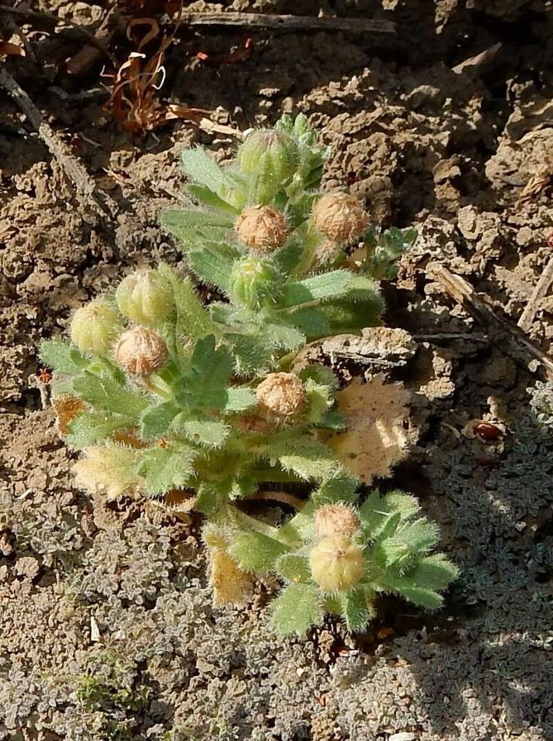 Egletes viscosa — houseplant care guide