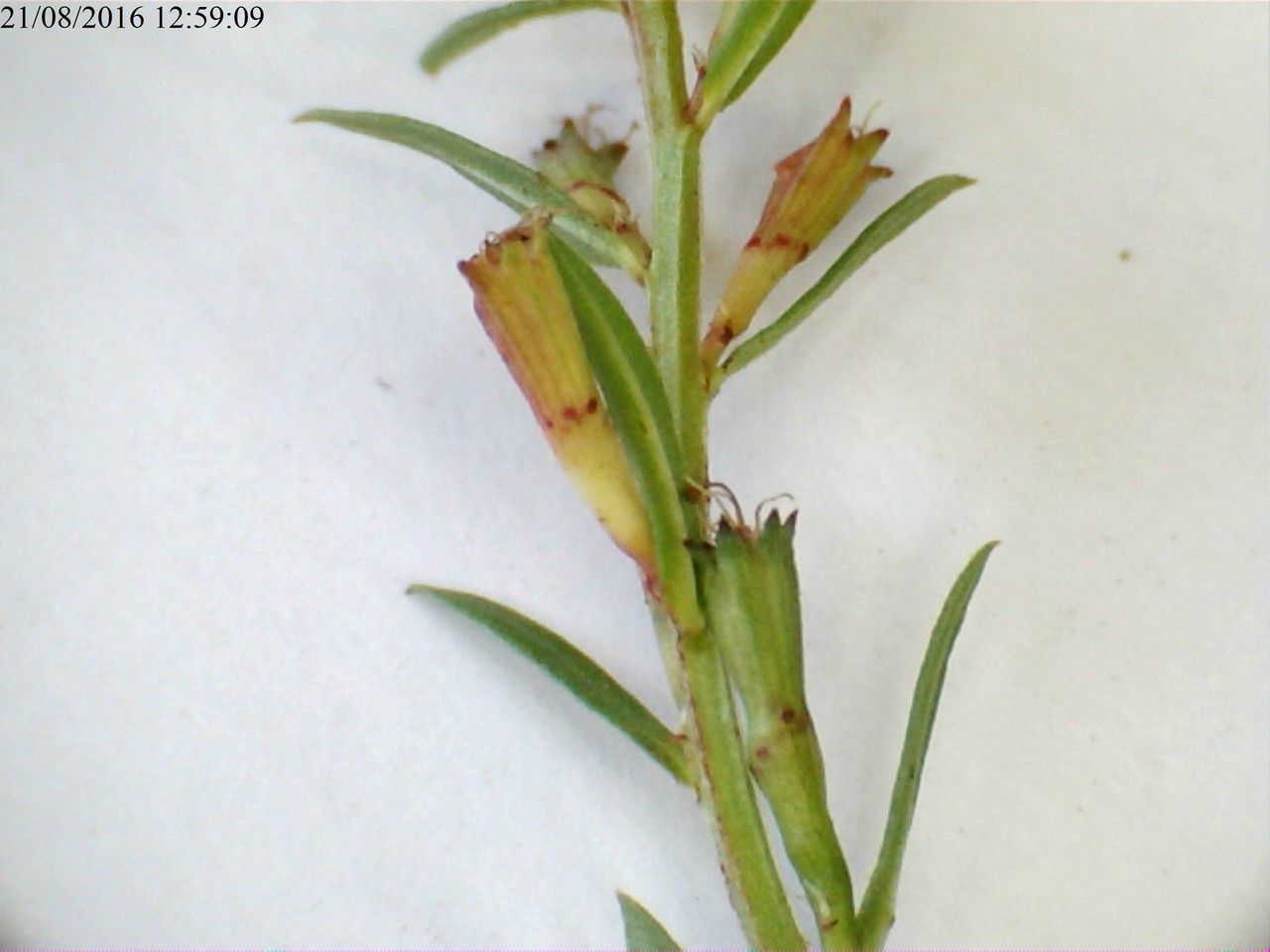 Lythrum junceum fruit