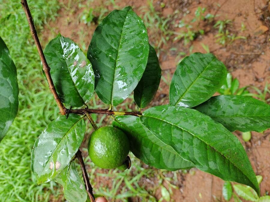 Psidium acutangulum leaf