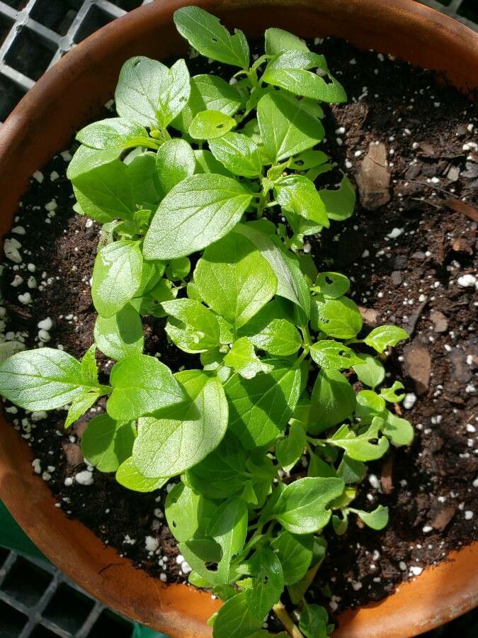 Scutellaria havanensis — houseplant care guide