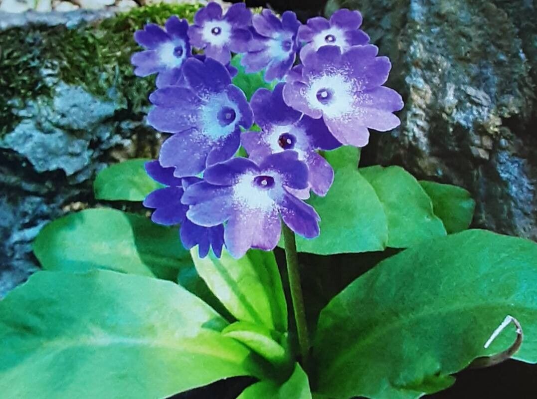 Primula carniolica — houseplant care guide