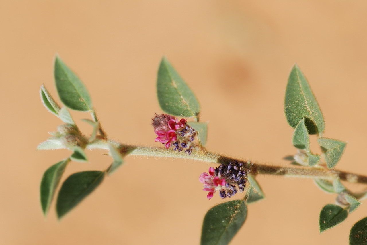 Indigofera diphylla flower