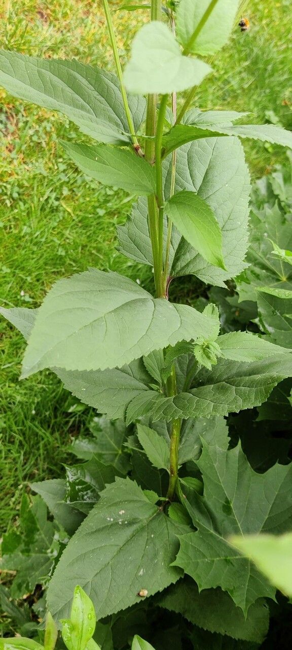 Scrophularia oblongifolia — search result for 'Scrophularia'