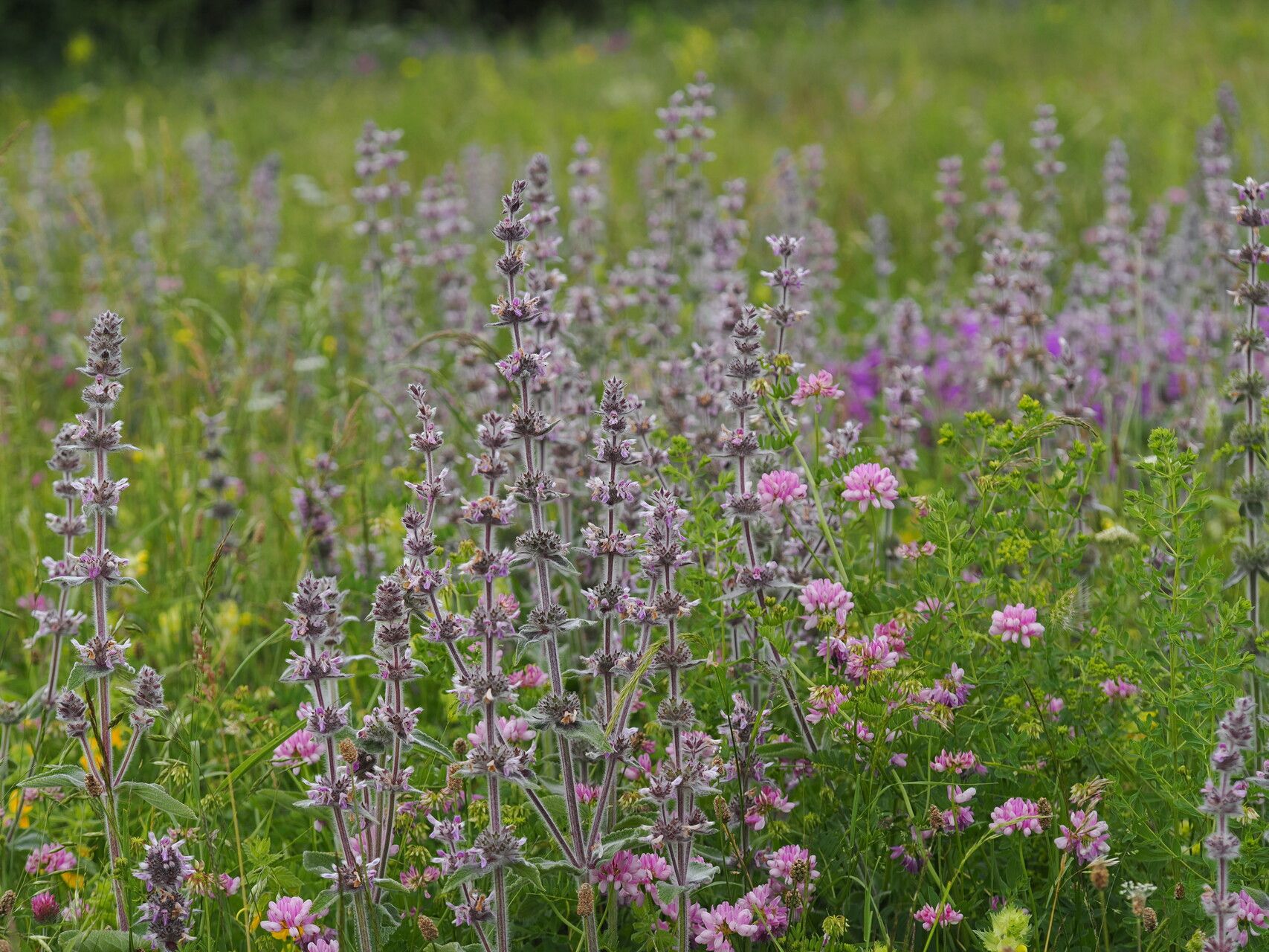 Stachys balansae habit