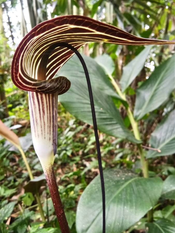 Arisaema filiforme — search result for 'Arisaema'