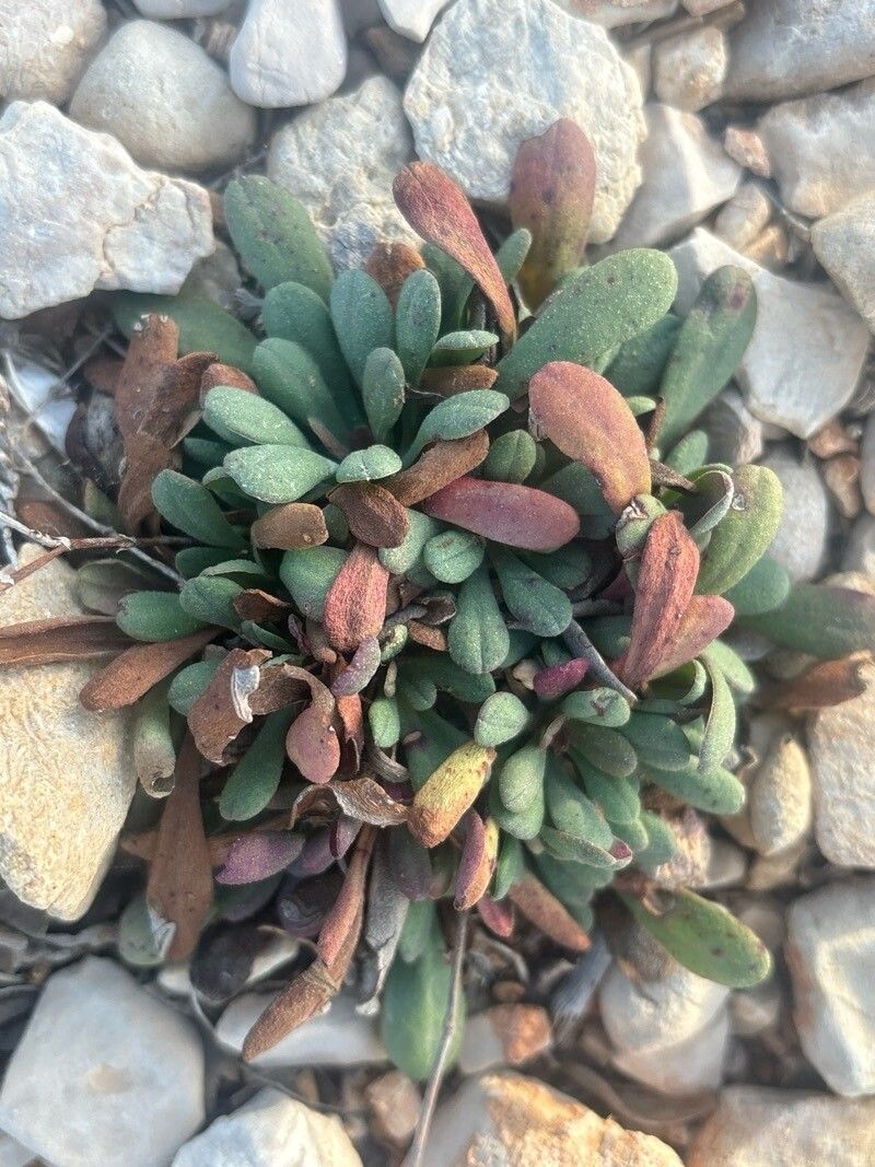 Limonium rigualii — houseplant care guide