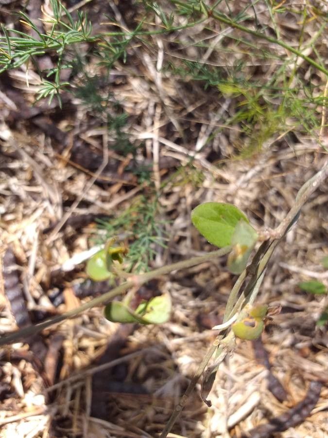 Rhynchosia minima leaf