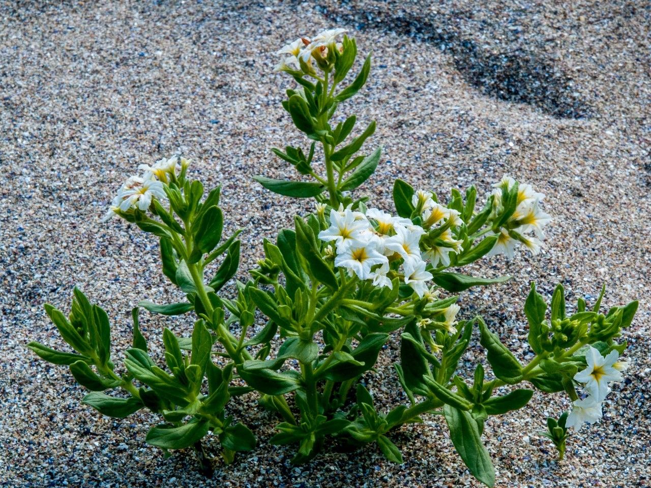 Tournefortia sibirica habit