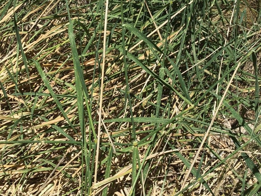 Sesleria coerulans — related species from the same genus