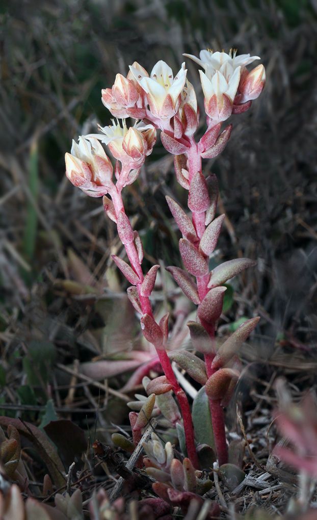 Dudleya nesiotica habit