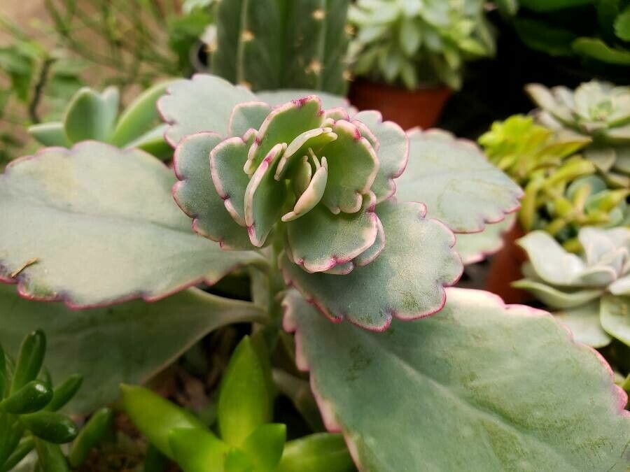Bryophyllum fedtschenkoi leaf