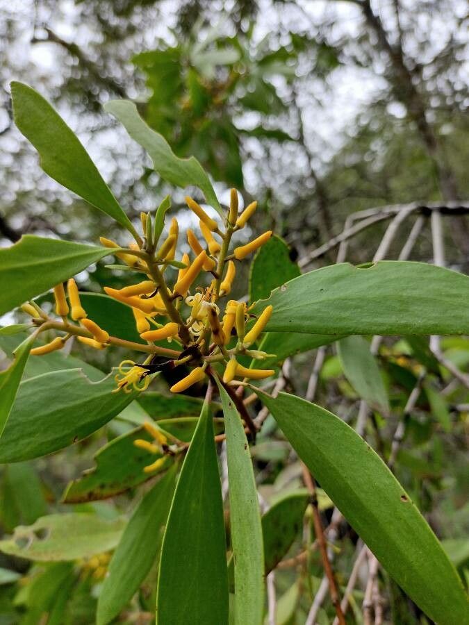 Persoonia levis flower