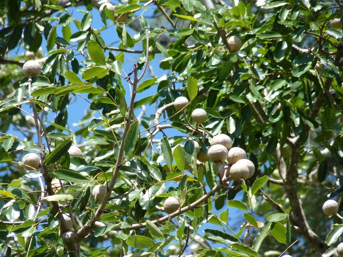 Khaya senegalensis fruit