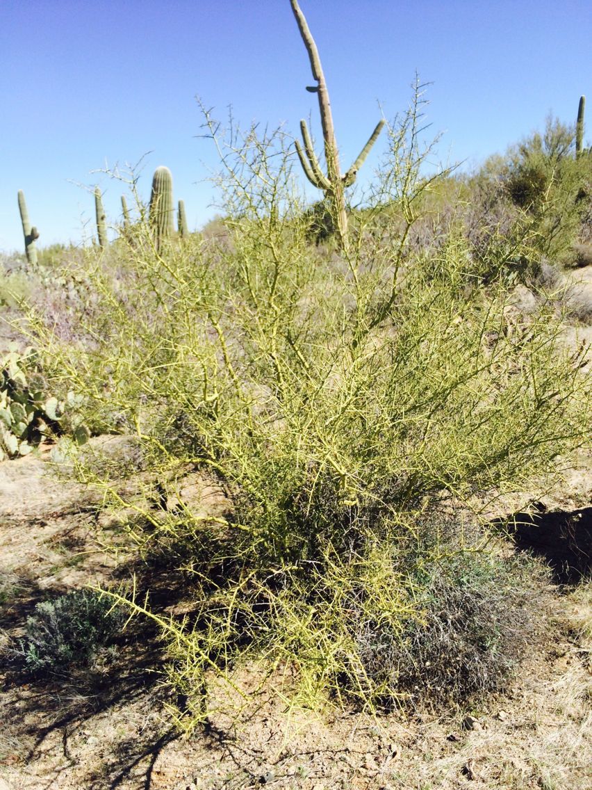 Koeberlinia spinosa habit