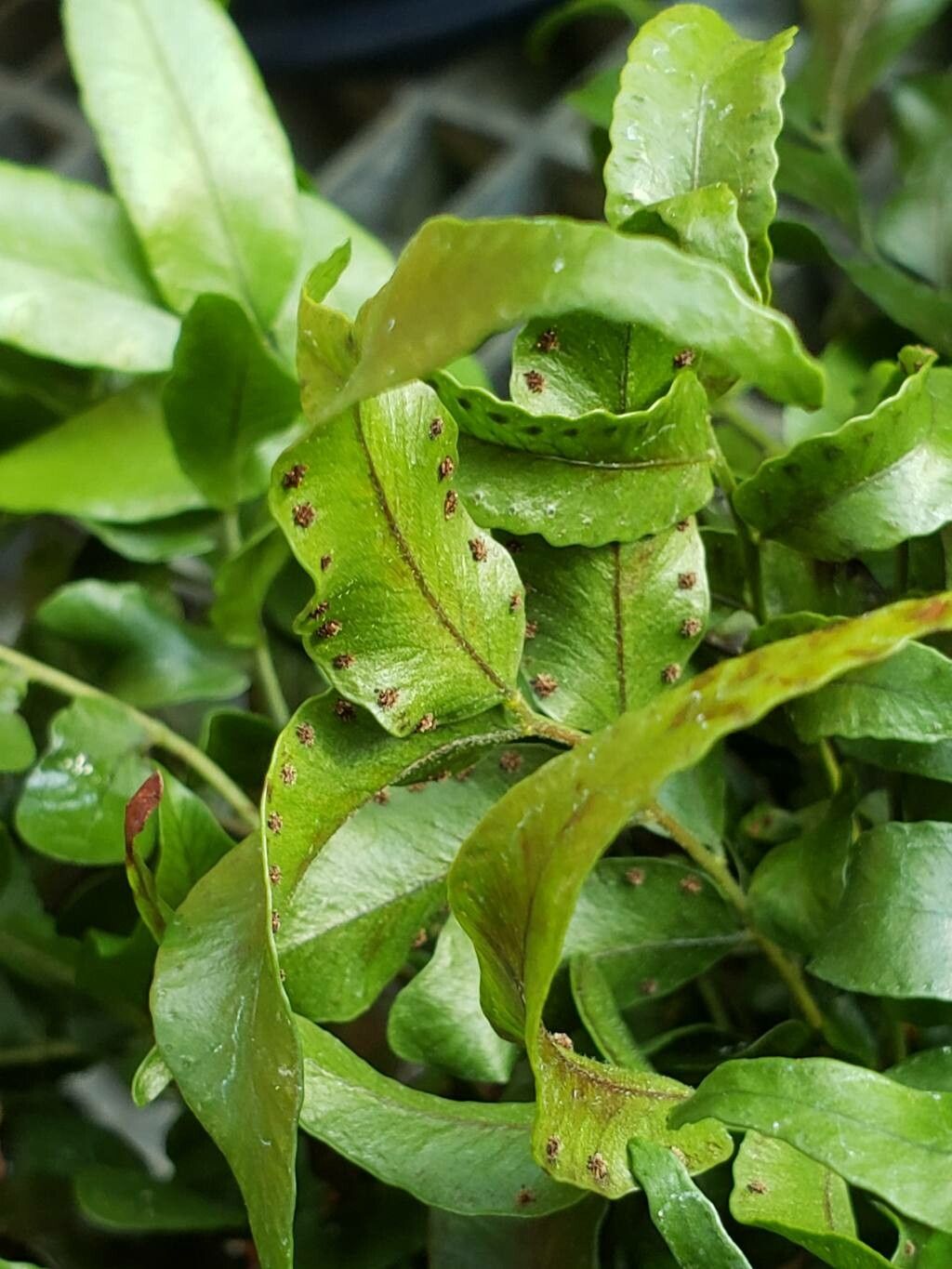 Arthropteris tenella fruit