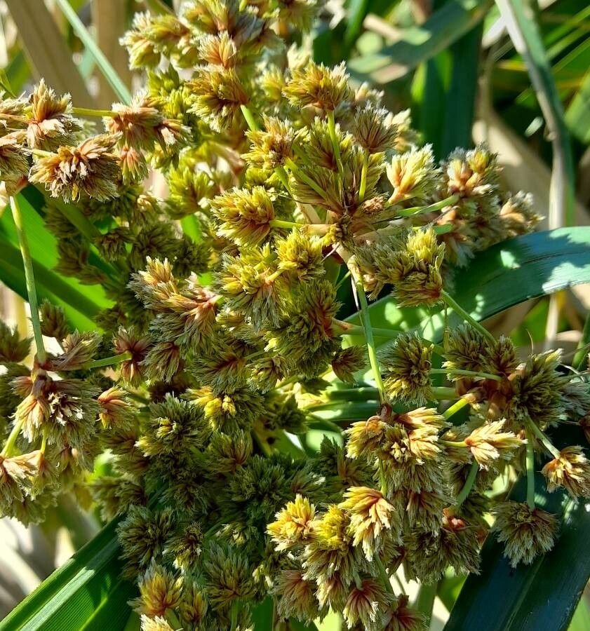Cyperus byssaceus flower