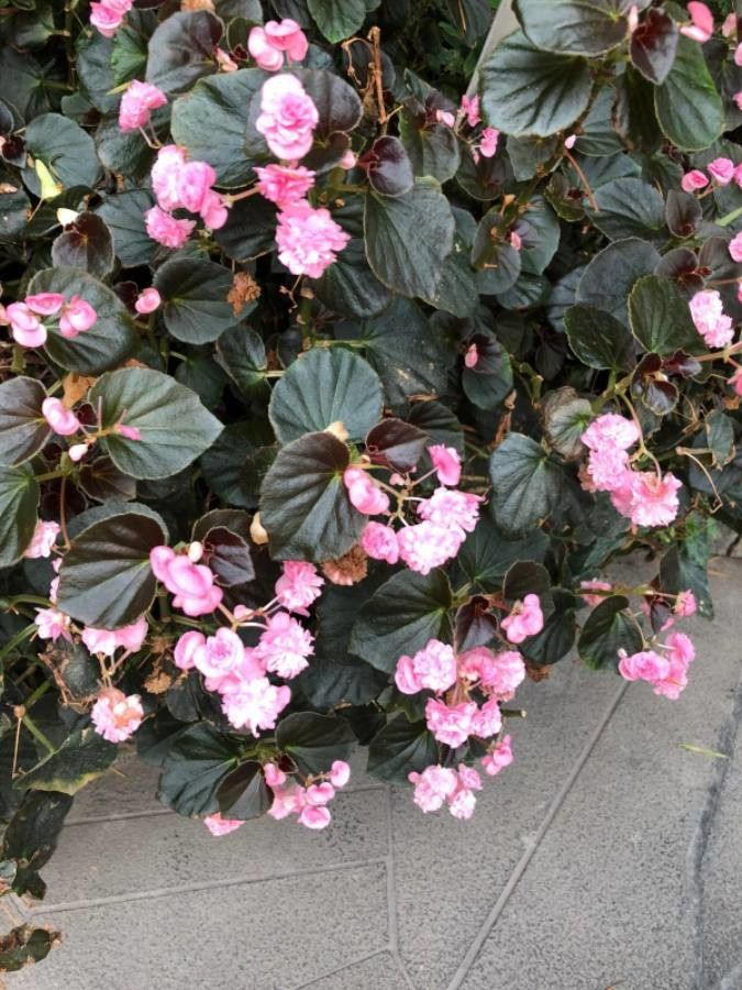 Begonia semperflorens x cultorum — houseplant care guide