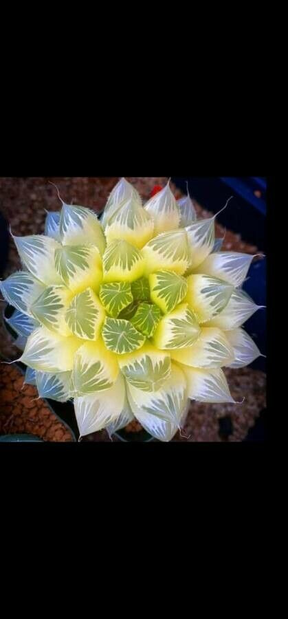 Haworthia cooperi — search result for 'Asphodelaceae'