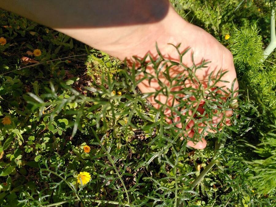 Adonis pyrenaica leaf