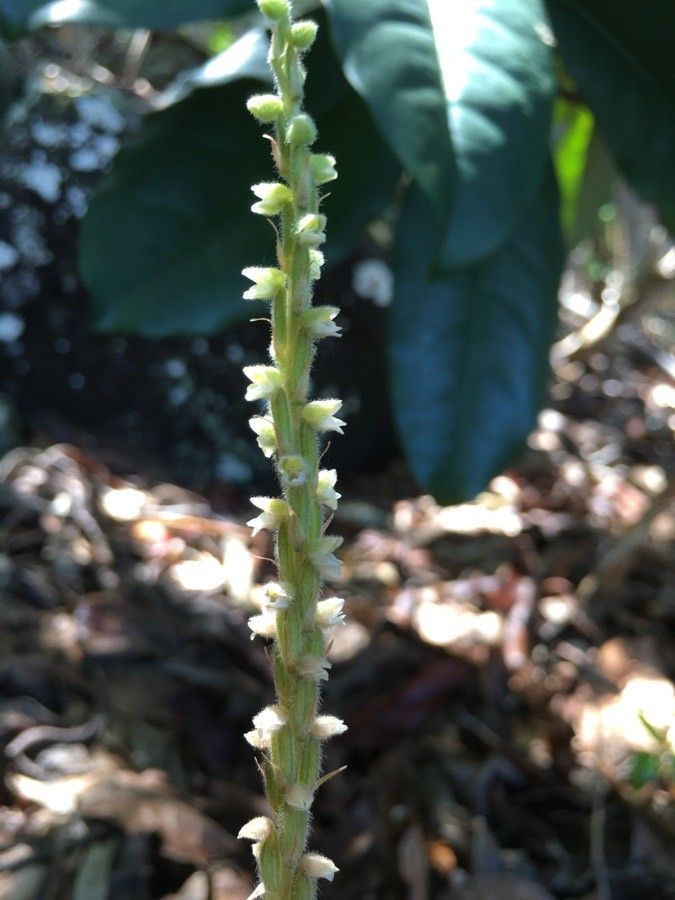 Hetaeria oblongifolia — houseplant care guide