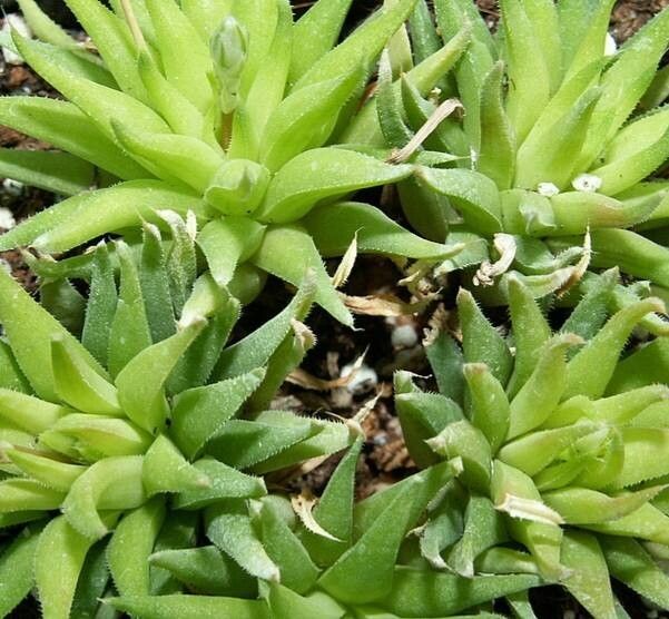 Haworthia monticola — houseplant care guide