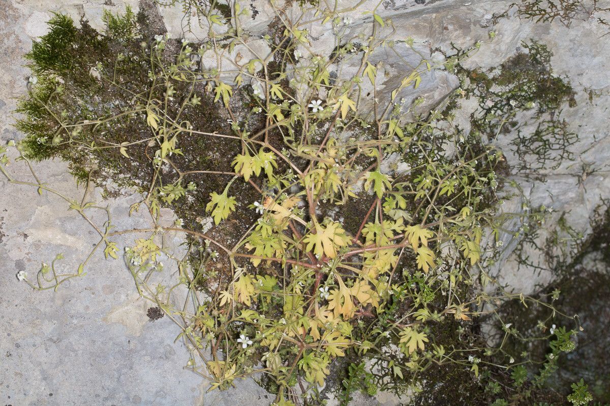 Saxifraga petraea habit