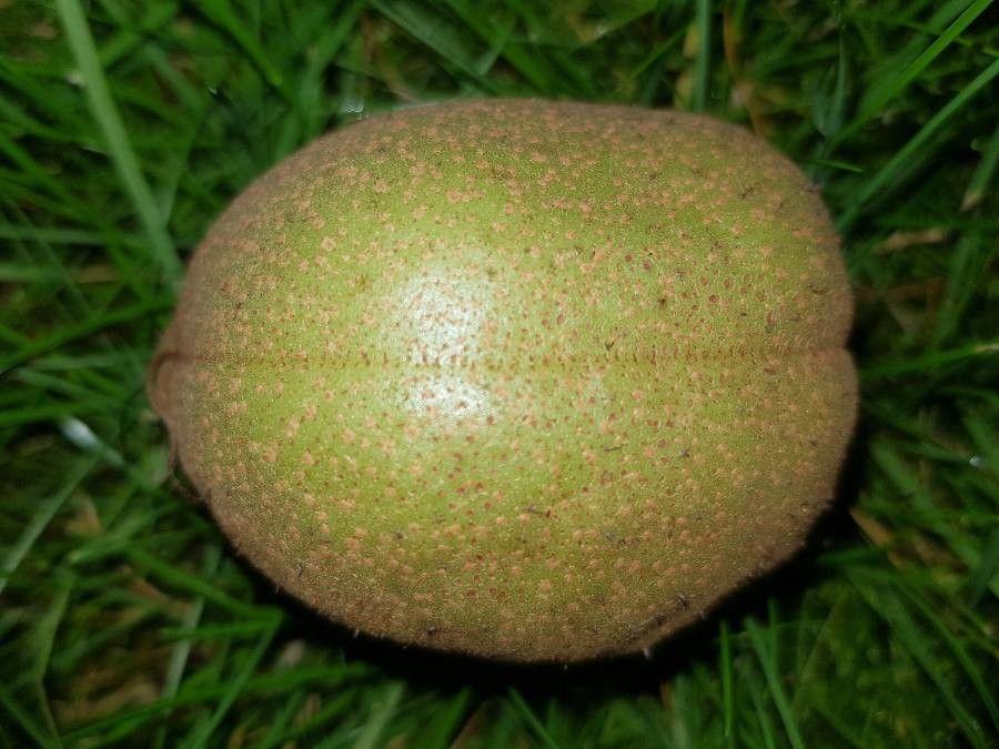 Aesculus flava fruit