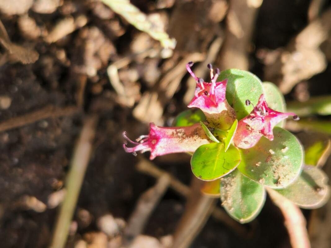 Lythrum rotundifolium leaf