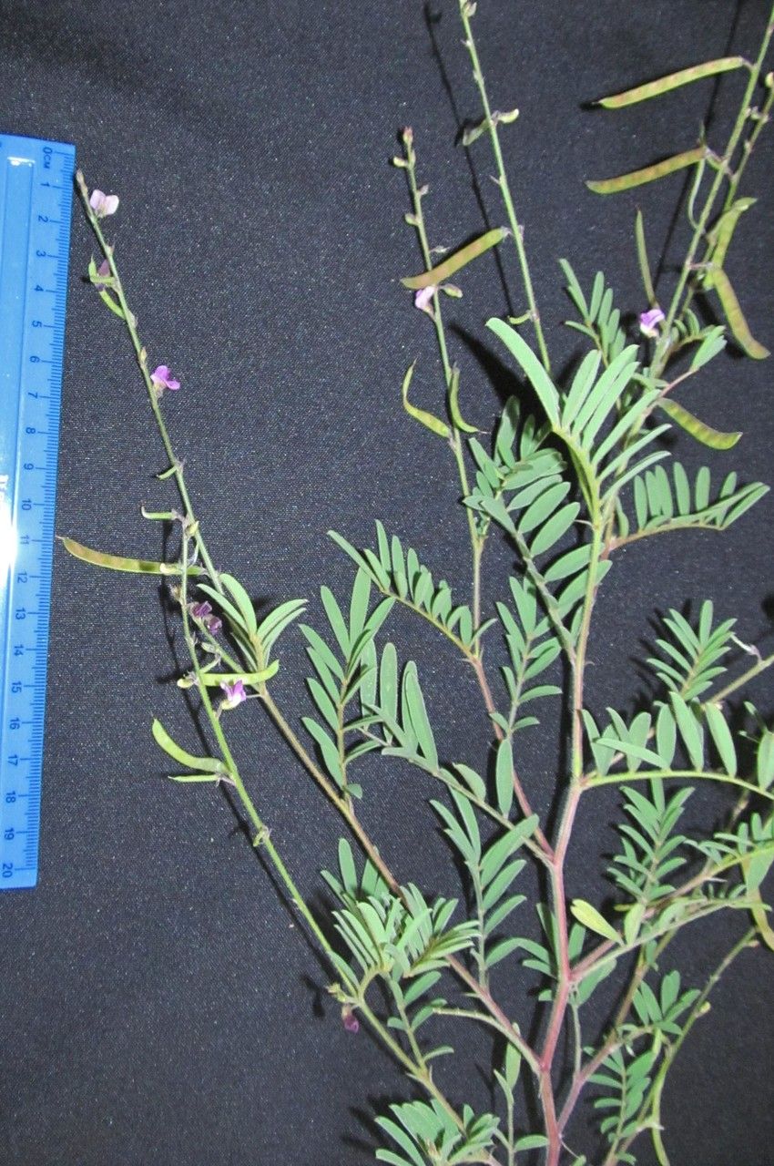 Tephrosia vicioides other