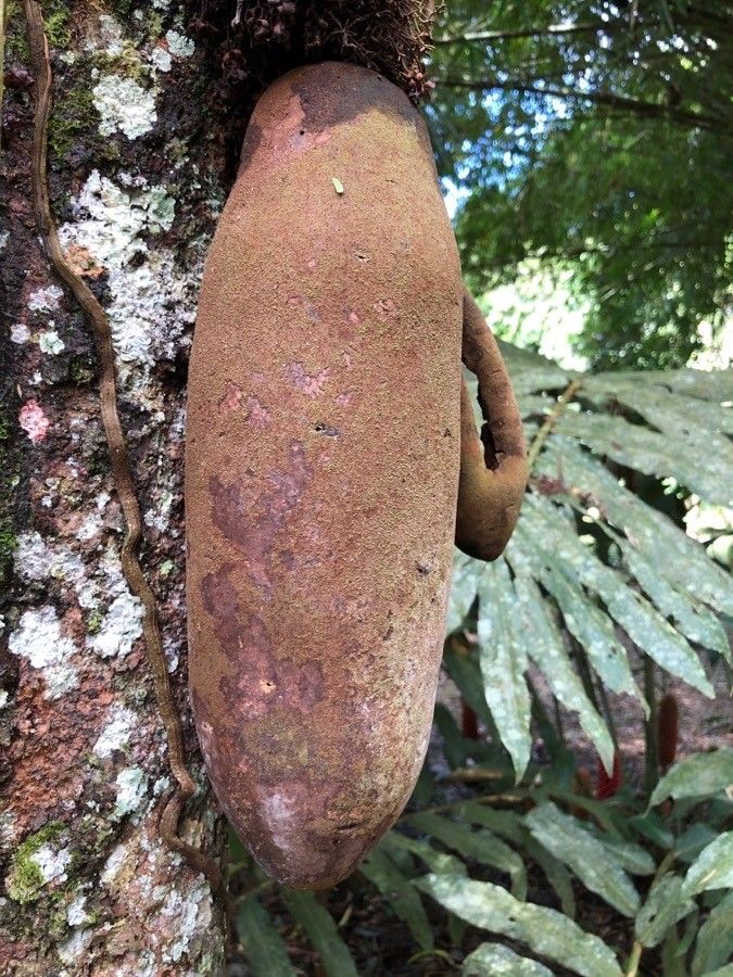 Theobroma simiarum fruit