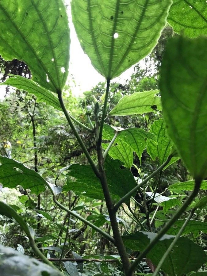 Malvaviscus palmanus leaf