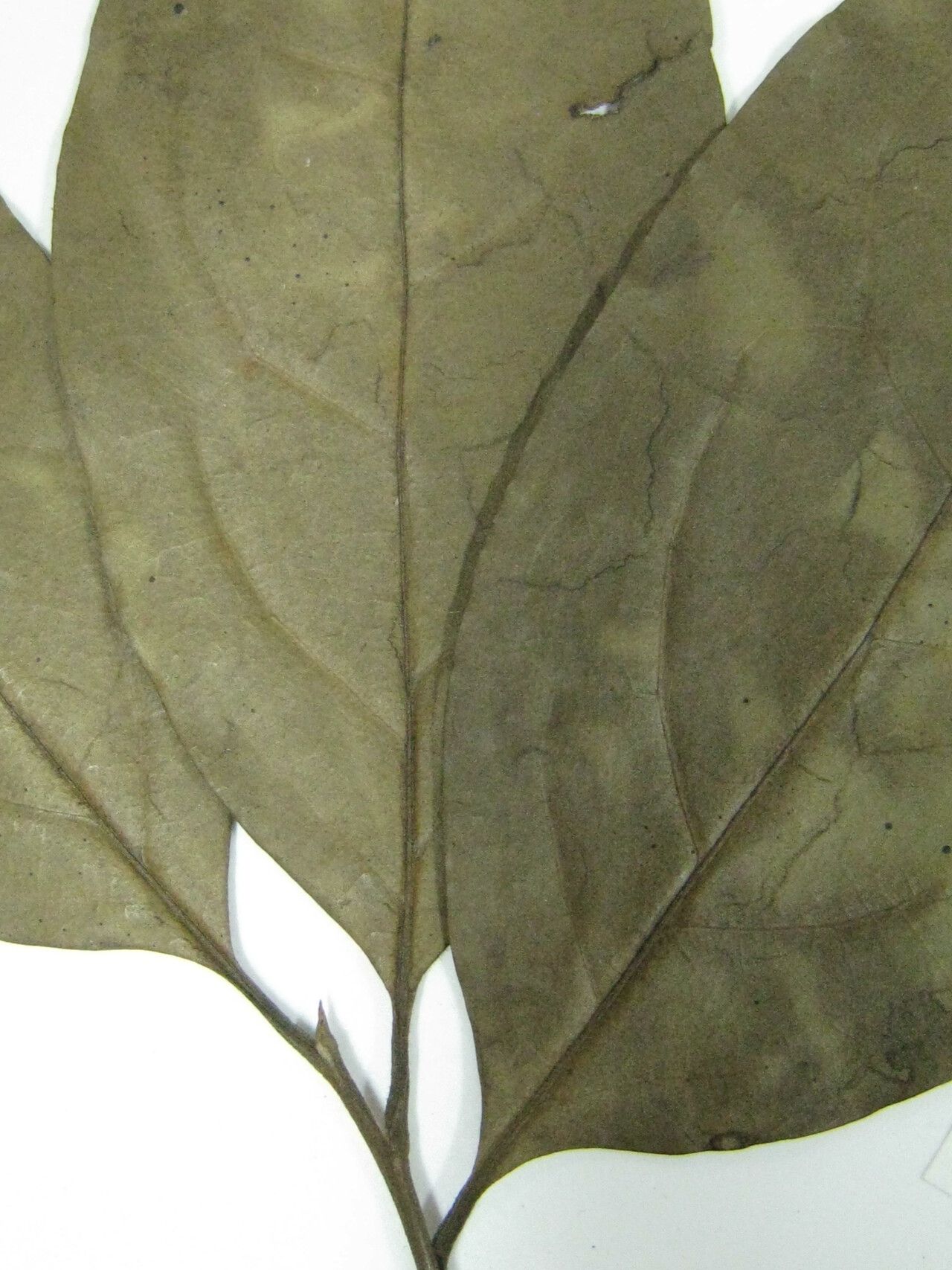 Licaria guianensis other