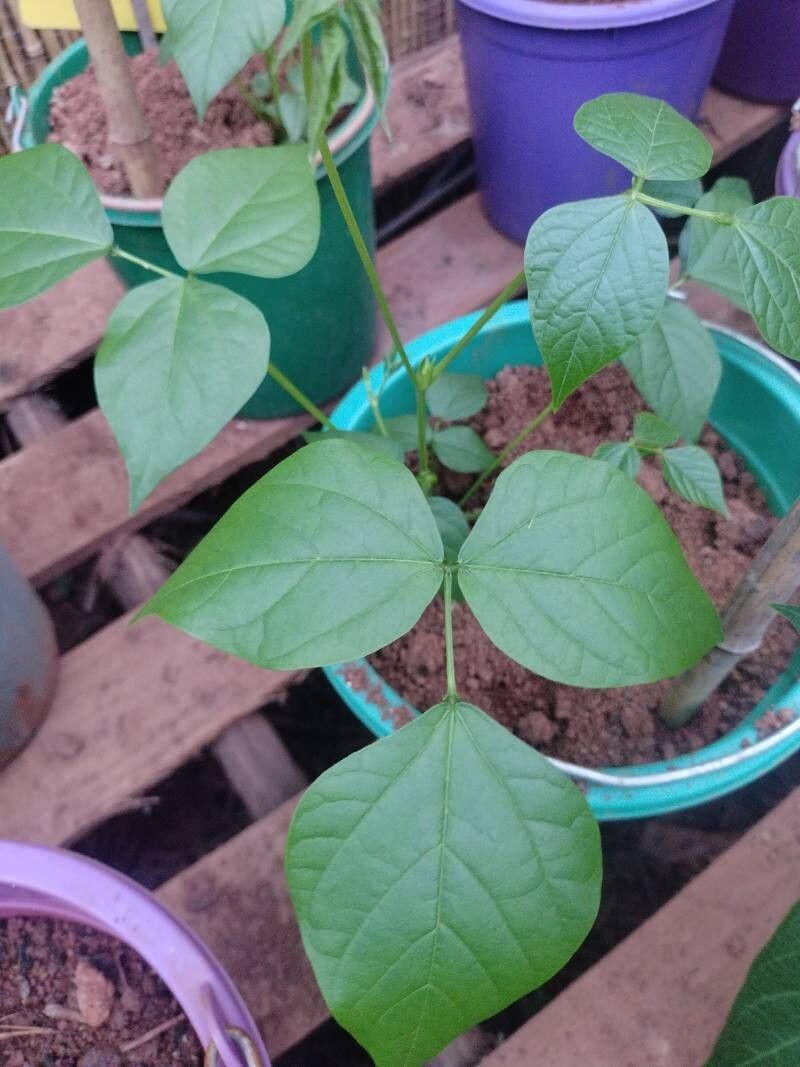 Vigna gazensis — search result for 'Vigna'