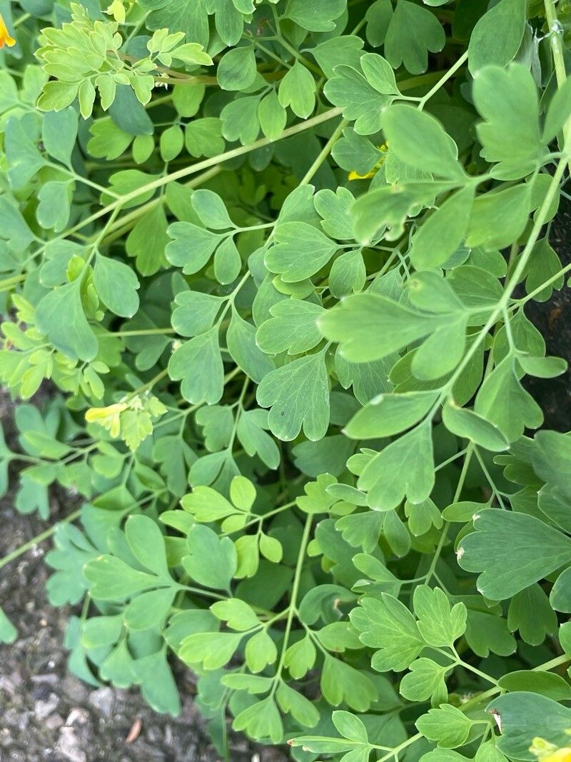 Pseudo-fumaria lutea — search result for 'Fumaria'