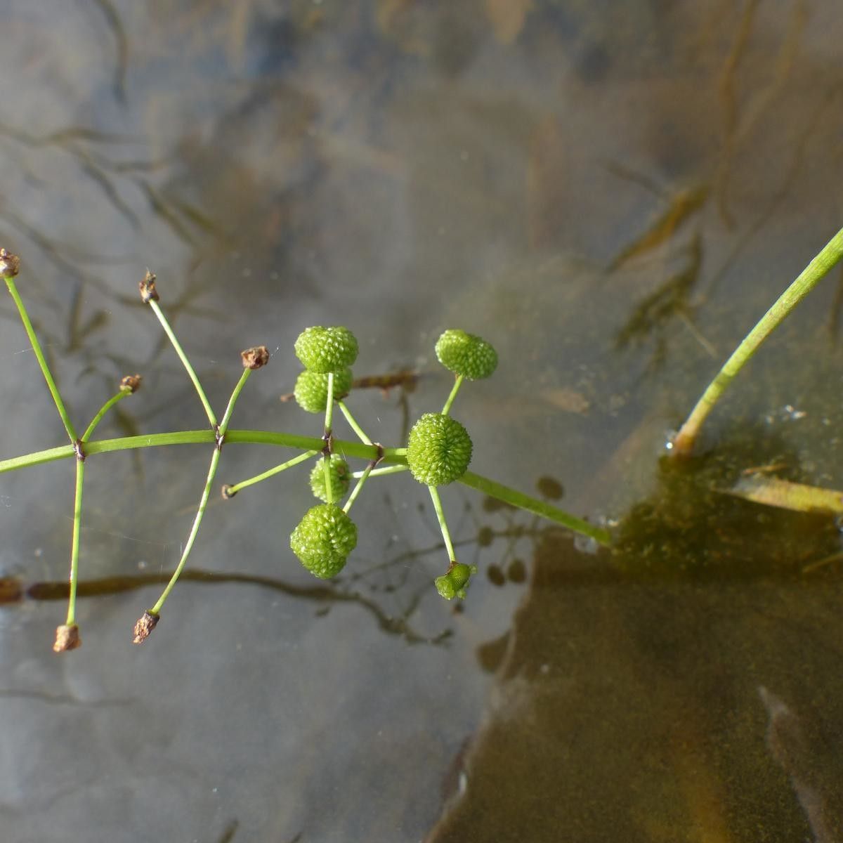 Sagittaria graminea fruit