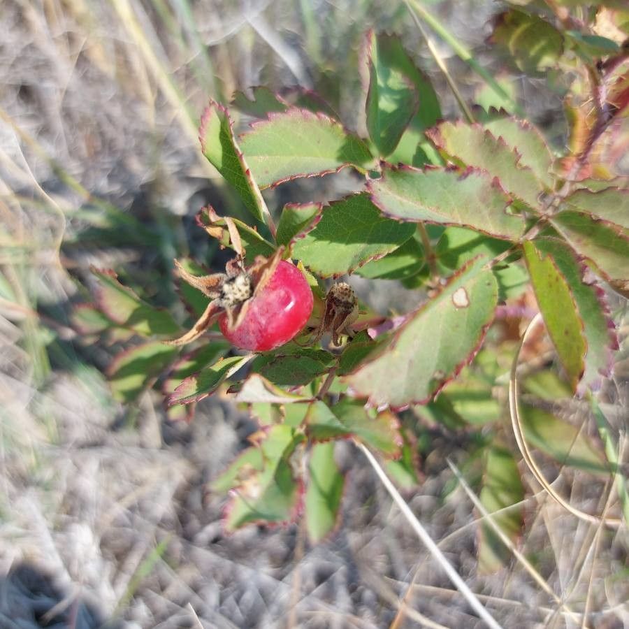 Rosa arkansana fruit