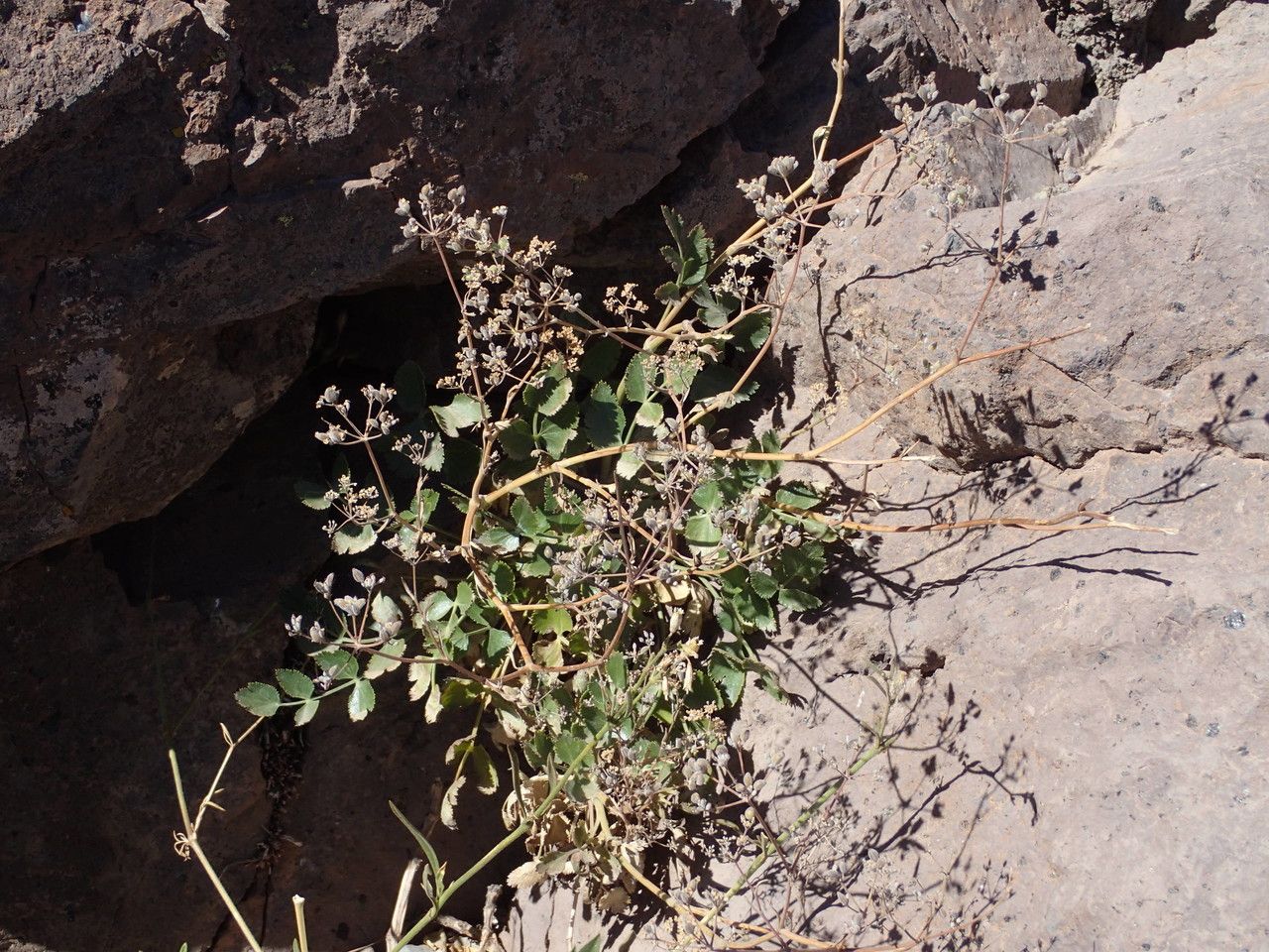 Pimpinella cumbrae habit
