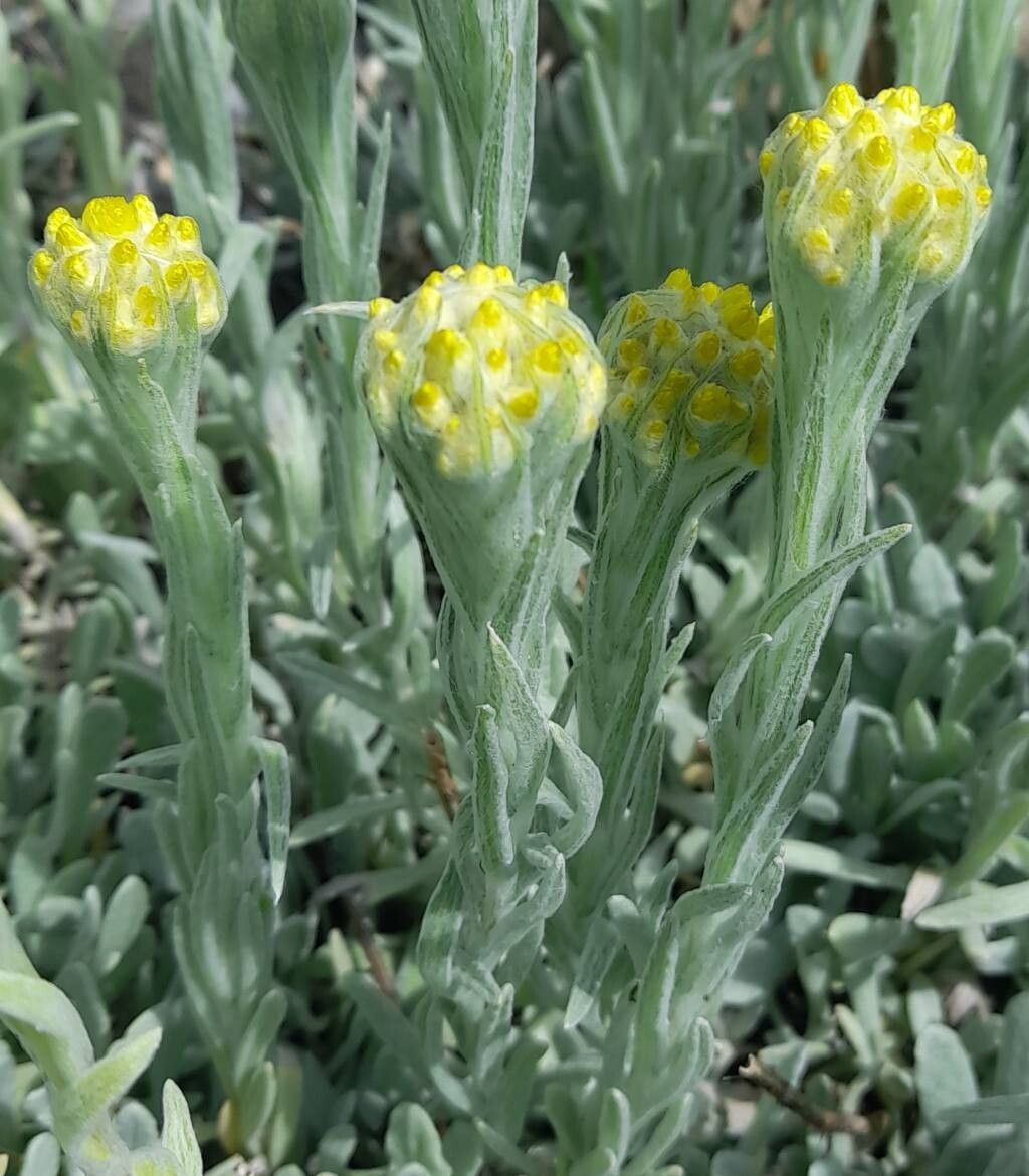 Helichrysum compactum flower