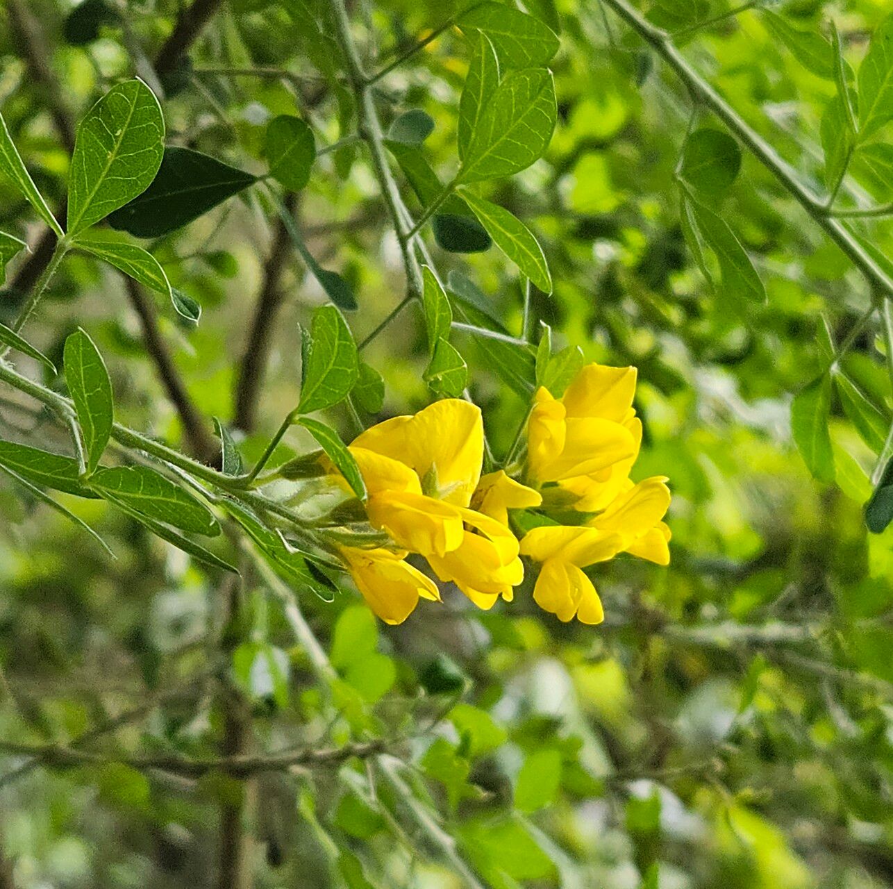 Teline maderensis flower