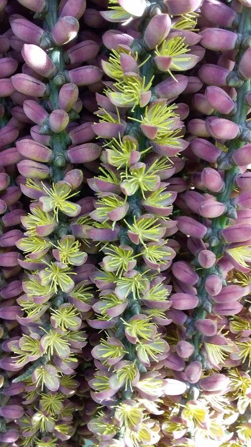Caryota urens flower