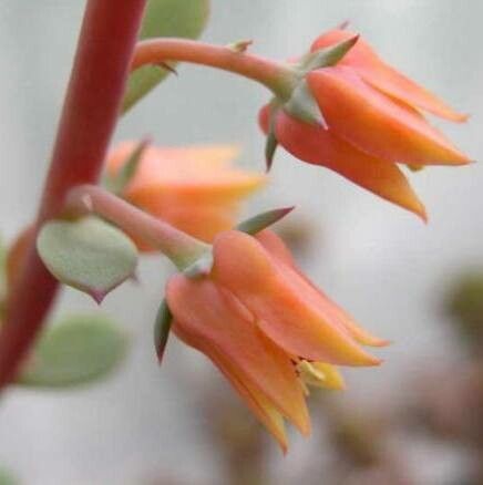 Echeveria quitensis flower