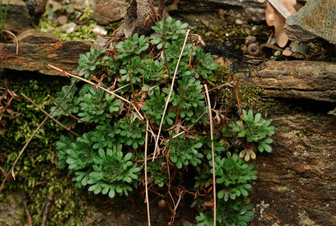 Saxifraga prostii habit