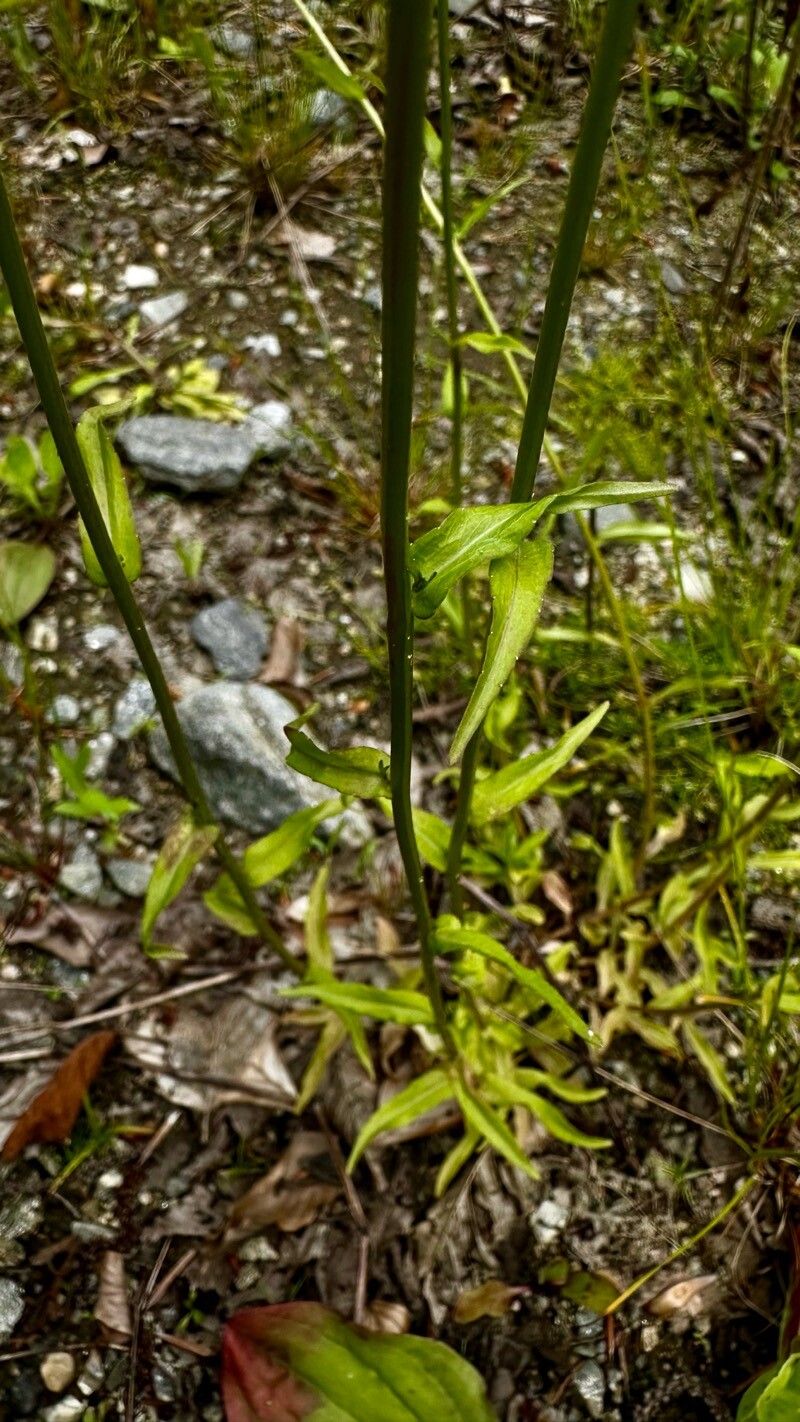 Campanula patula subsp. abietina — houseplant care guide