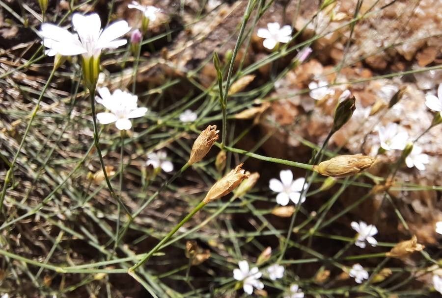 Petrorhagia saxifraga fruit