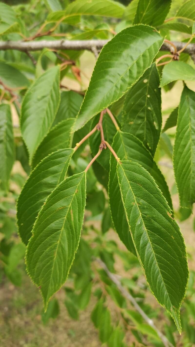 Prunus × yedoensis leaf