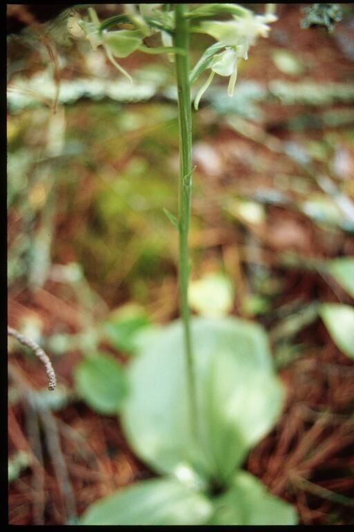 Platanthera orbiculata habit
