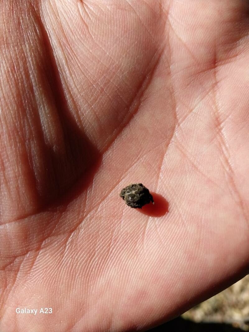 Celtis spinosa — search result for 'Celtis'