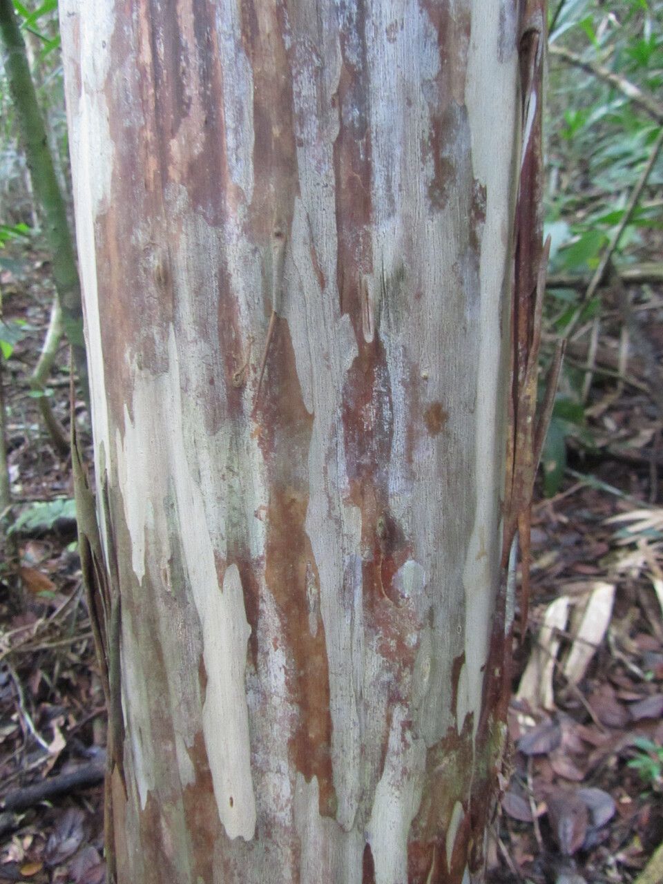 Myrciaria vexator bark