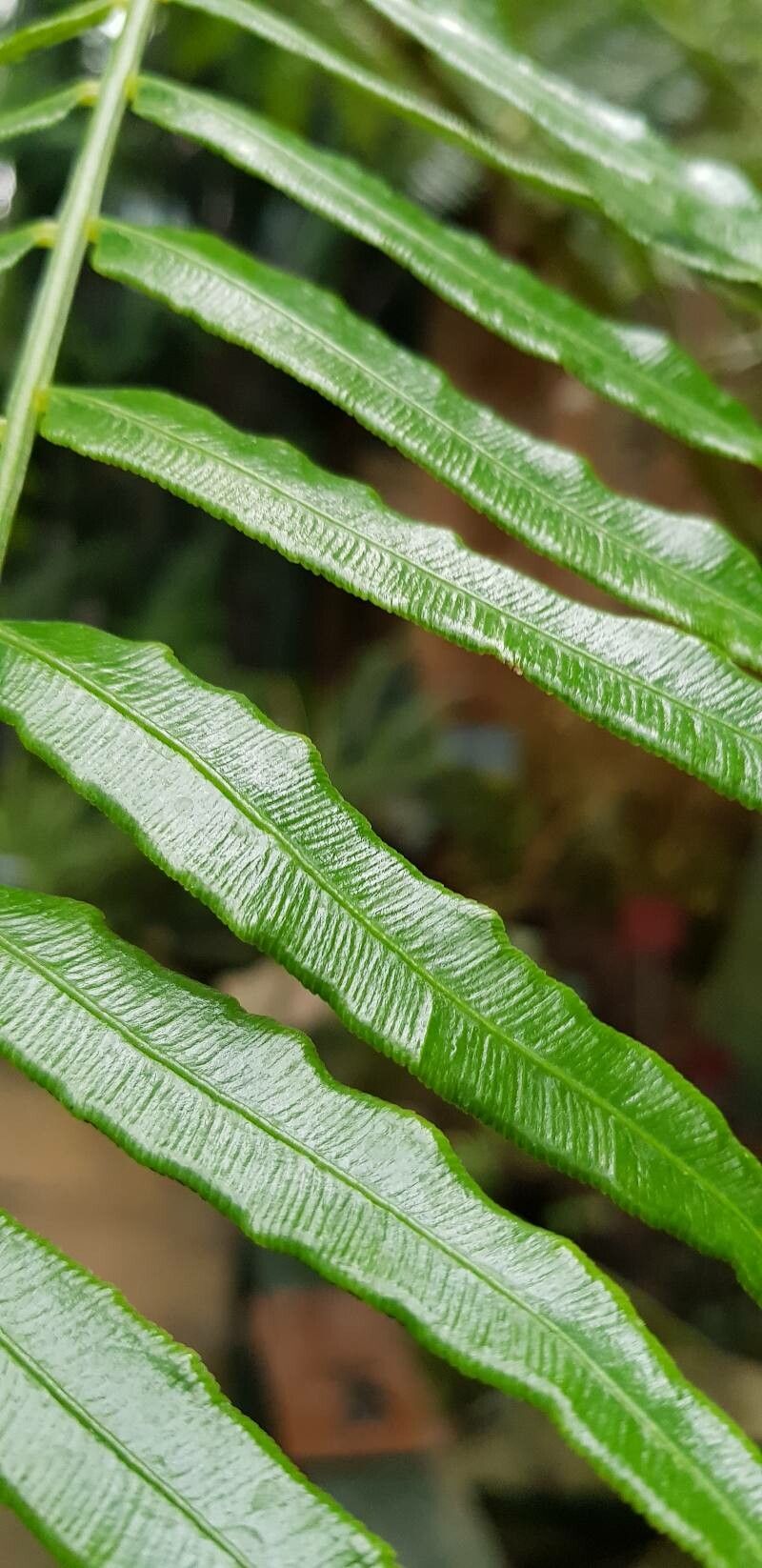 Angiopteris palmiformis leaf