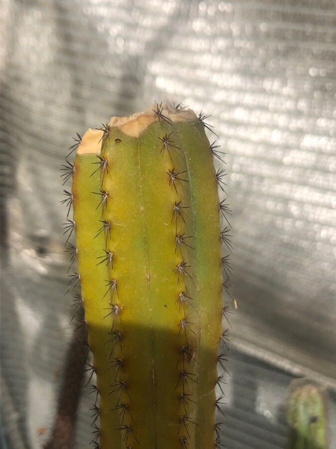 Pilosocereus oligolepis — search result for 'Pilosocereus'